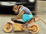Ragemonkey