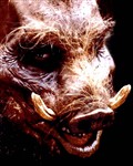 Hog_Sporty_48