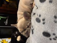 Winston