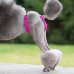 pantsfordogs.jpg pantsfordogs.jpg