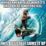 bear-shark-bike-meme.jpg