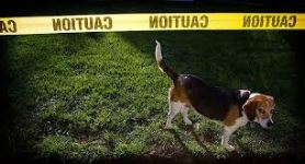 beagle.jpg beagle.jpg