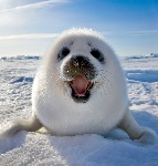 386315-harp-seal-1.jpg